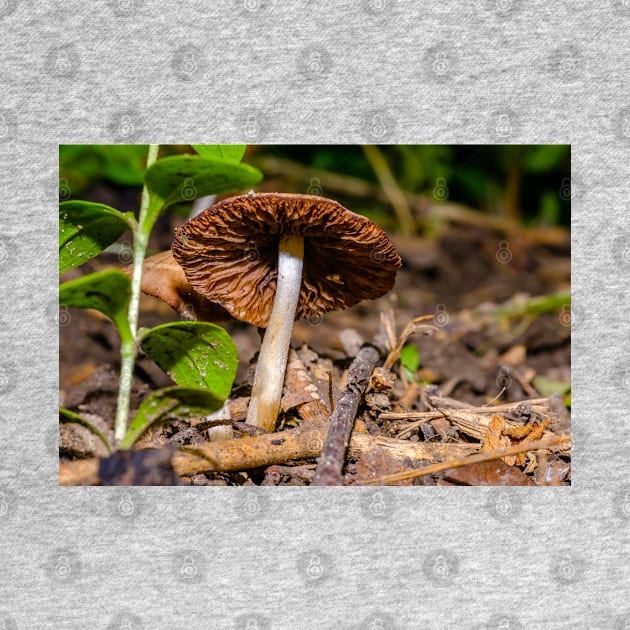 Mushroom Cap on the Woodlands Floor Photograph by love-fi